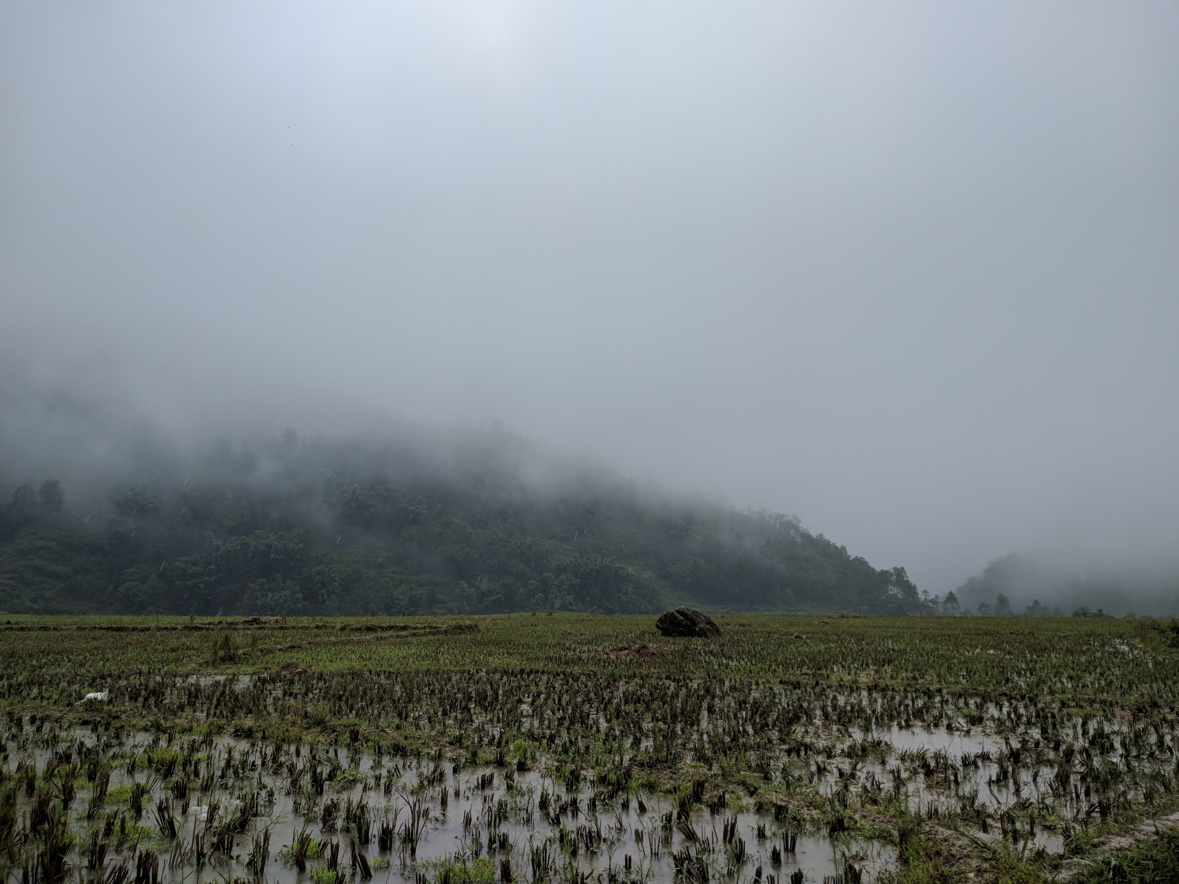 Wet rice fields on Vietnam